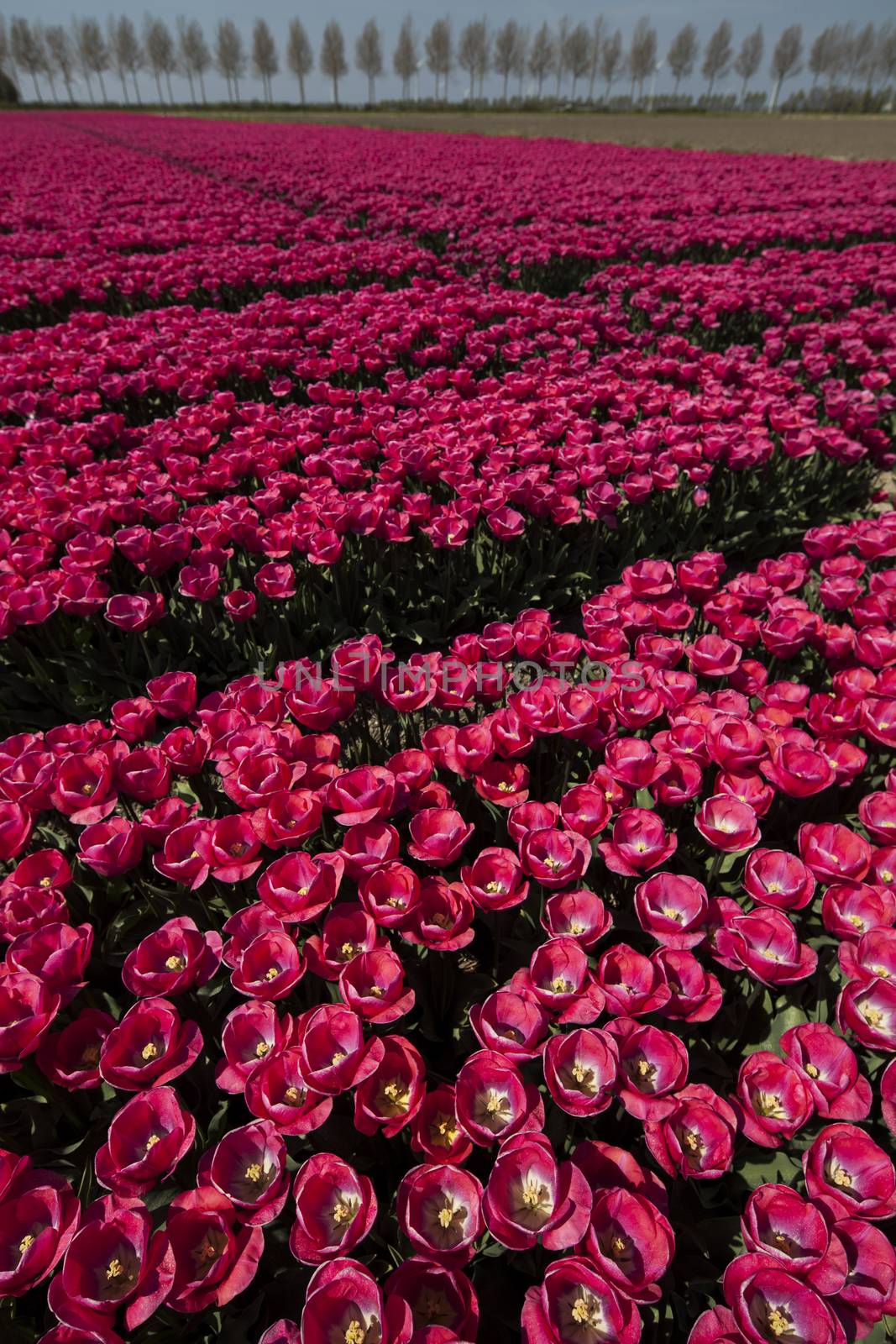 Tulips in a field in spring by JanPietruszka
