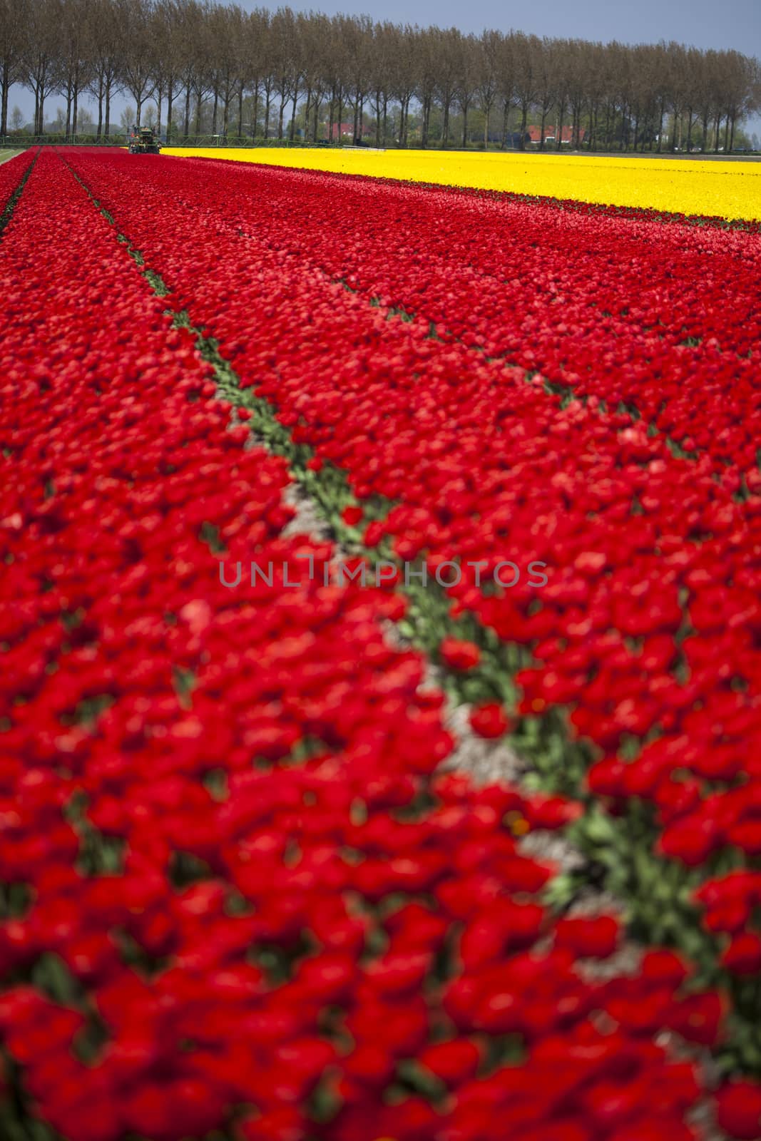 Field of tulips, colorful background by JanPietruszka