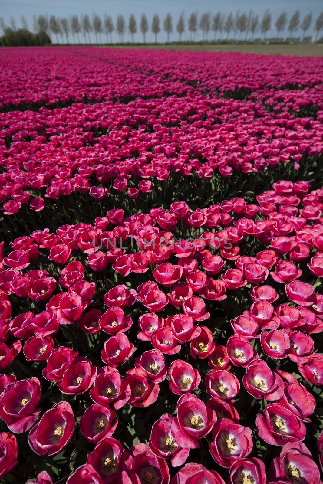 Beautiful spring tulip, flower background