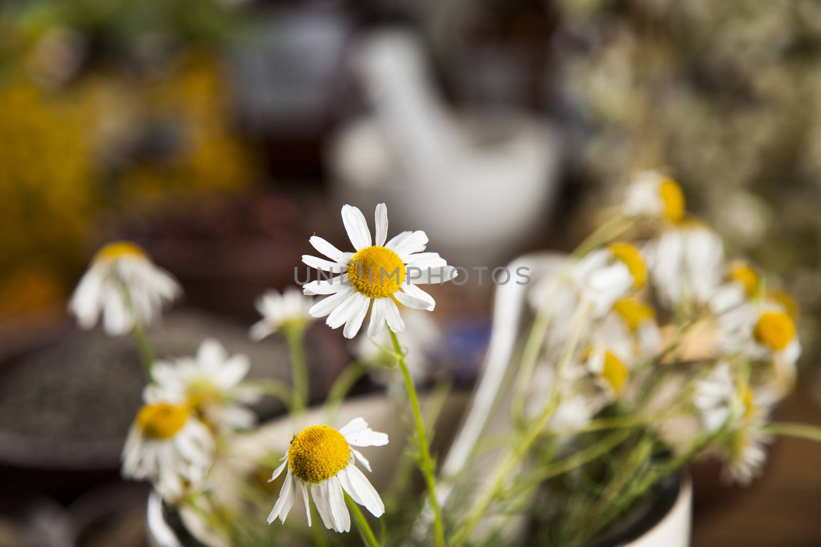 Fresh medicinal, healing herbs on wooden