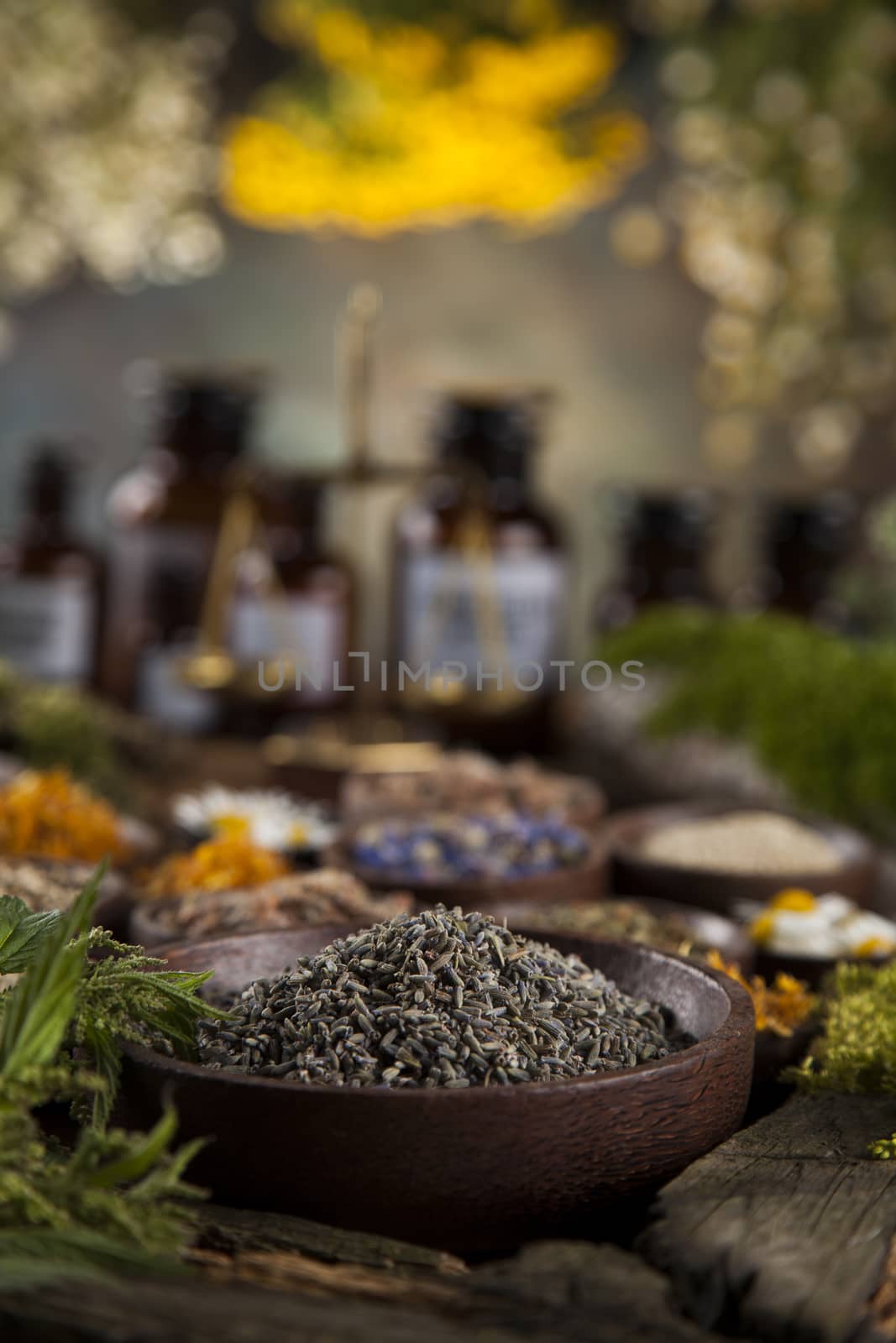 Fresh medicinal, healing herbs on wooden