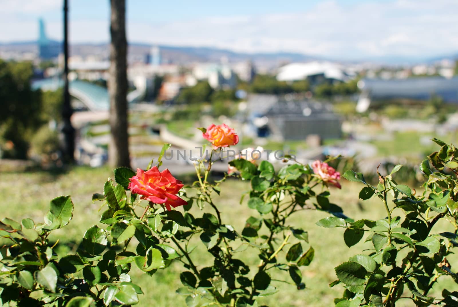 Roses on a blurry background of the panorama of the center of Tbilisi