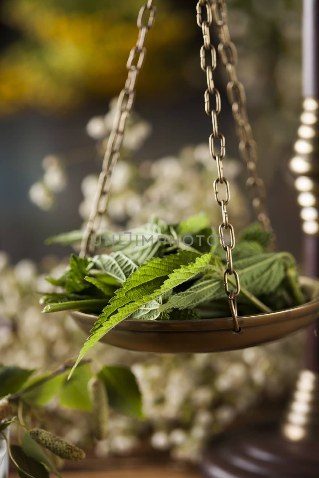 Fresh medicinal, healing herbs on wooden  by JanPietruszka