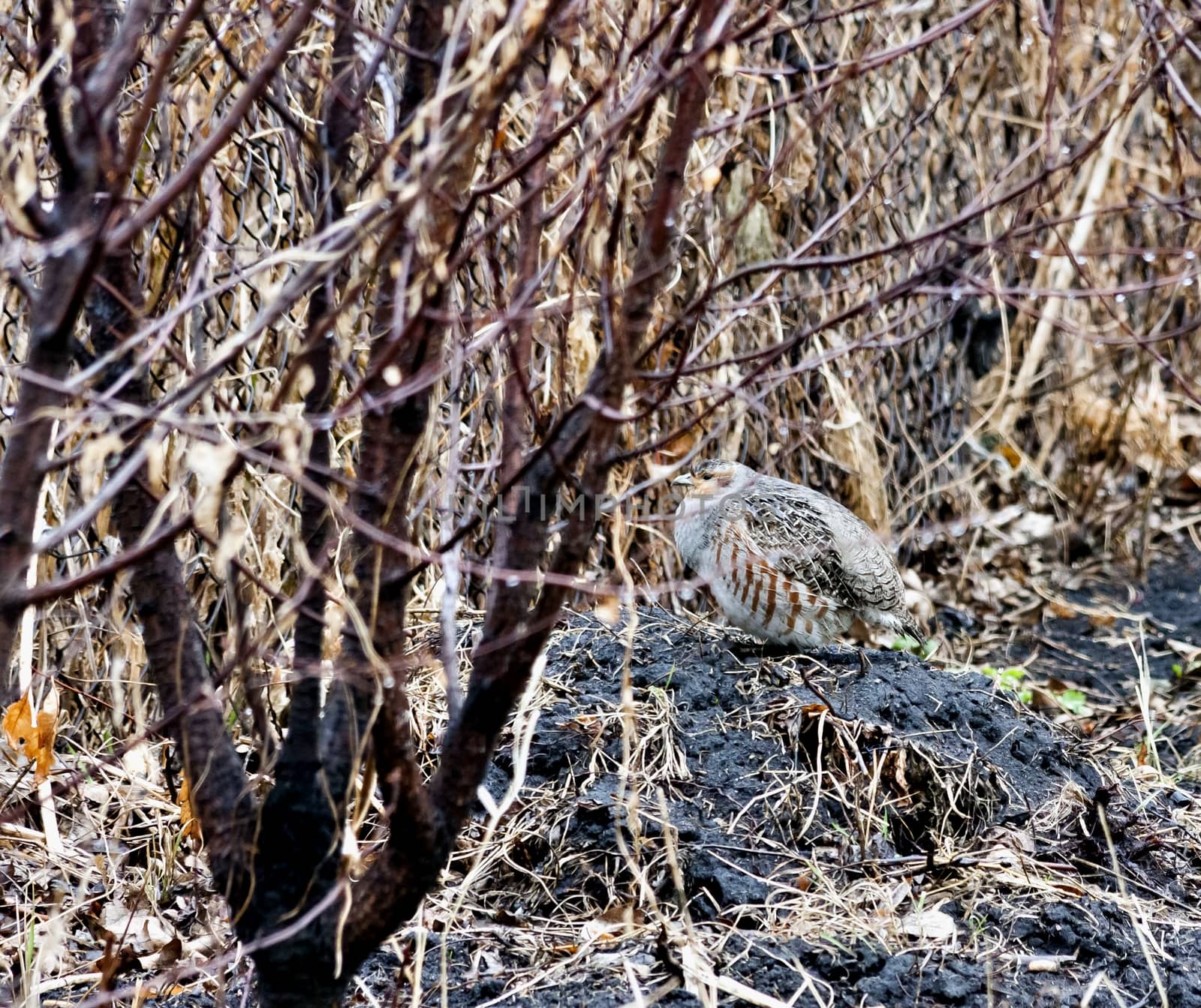 grey partridge sitting on the bump craned his neck by valerypetr