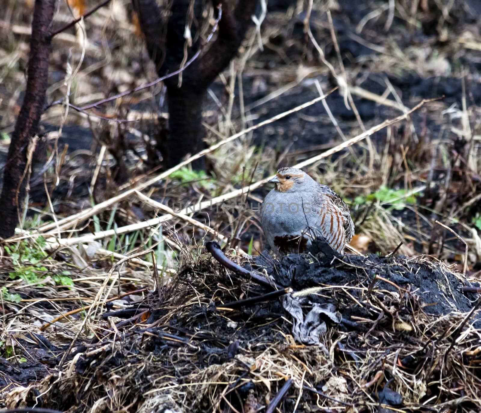 grey partridge, the bird with latin name perdix, sitting on the bump on natural background, South Ural