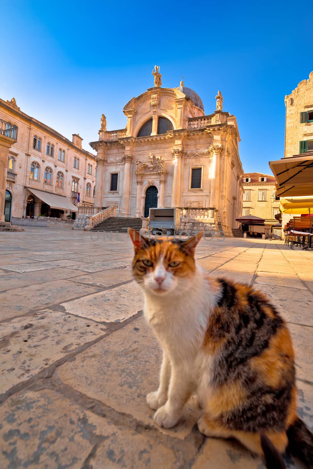 Cat posing on Dubrovnik street and historic architecture view by xbrchx