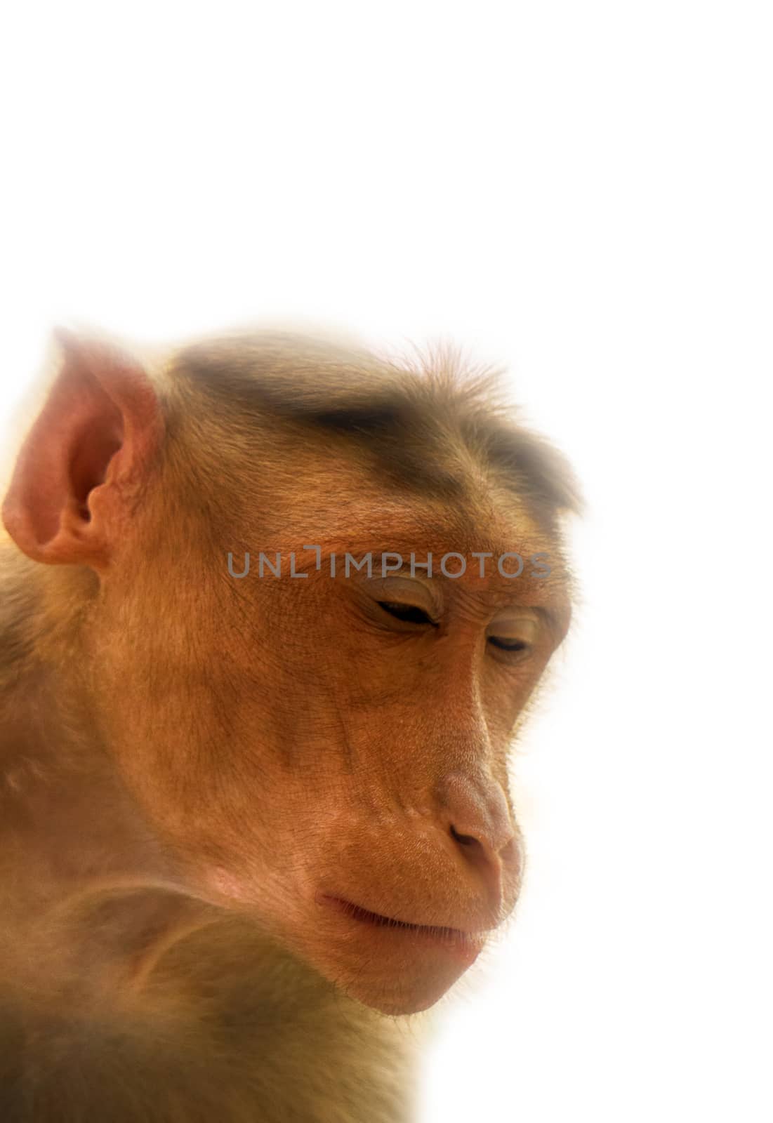 Facial expressions of monkeys are similar to human. Entertaining portraits of Indian monkey