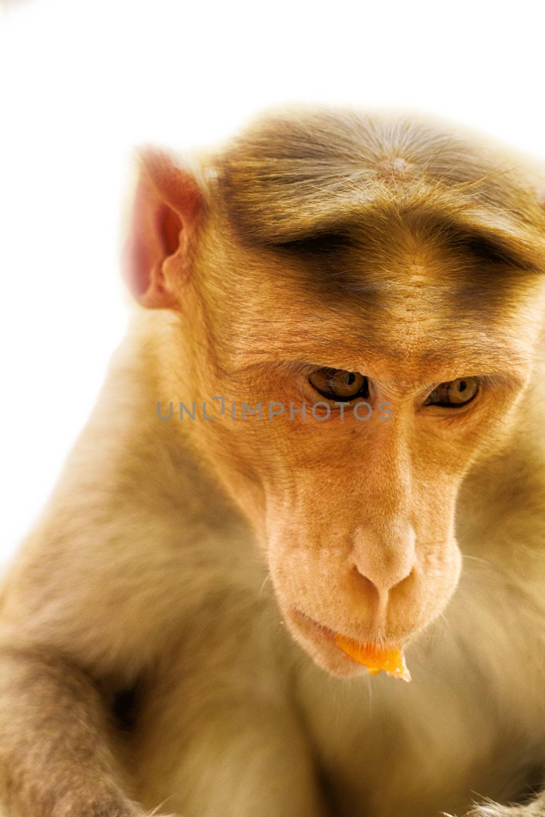 Facial expressions of monkeys are similar to human. Entertaining portraits of Indian monkey