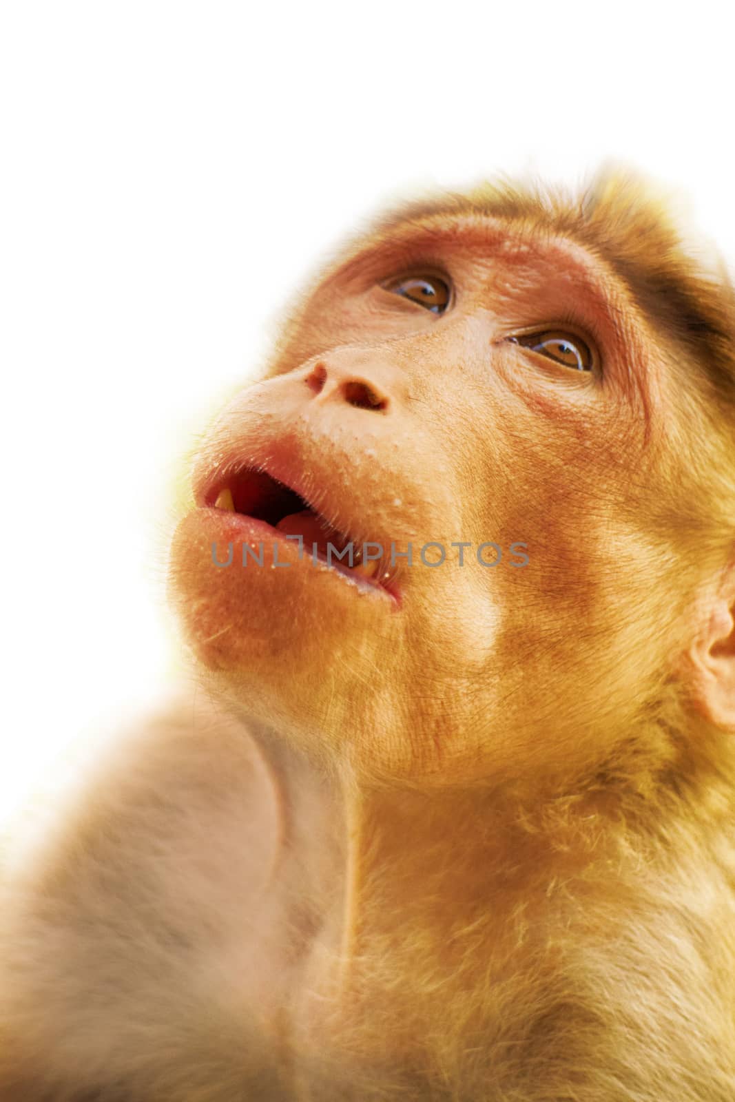 Facial expressions of monkeys are similar to human. Entertaining portraits of Indian monkey