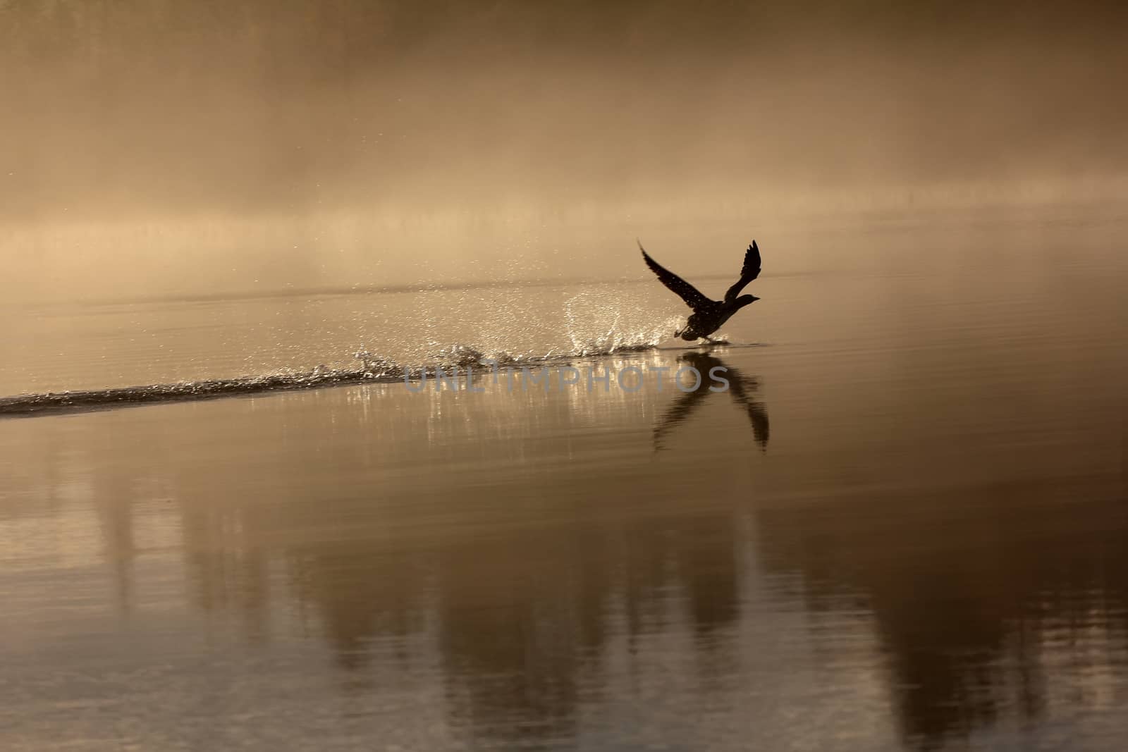 Spring landscape with Loon (misty morning). Bird were scattered on water of lake in misty forest. Picture has artistic value. Art style of photo. HDR-filter