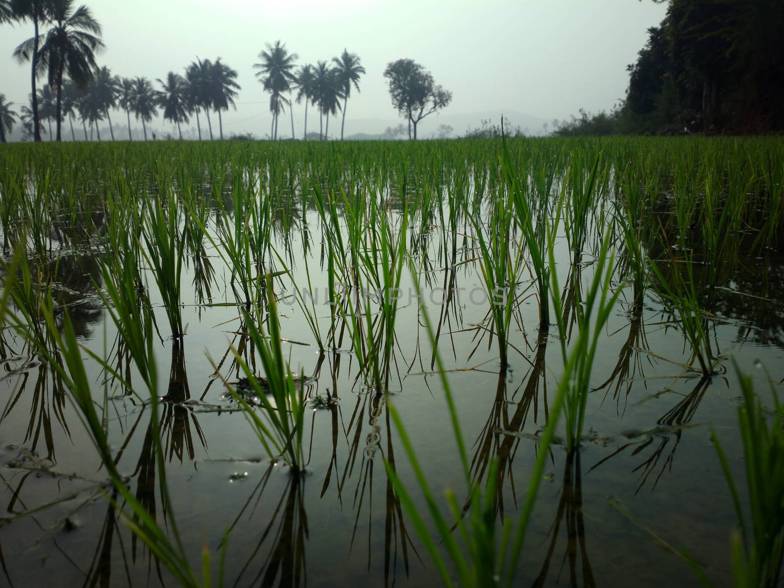 rice fields at sunset evening light. by max51288