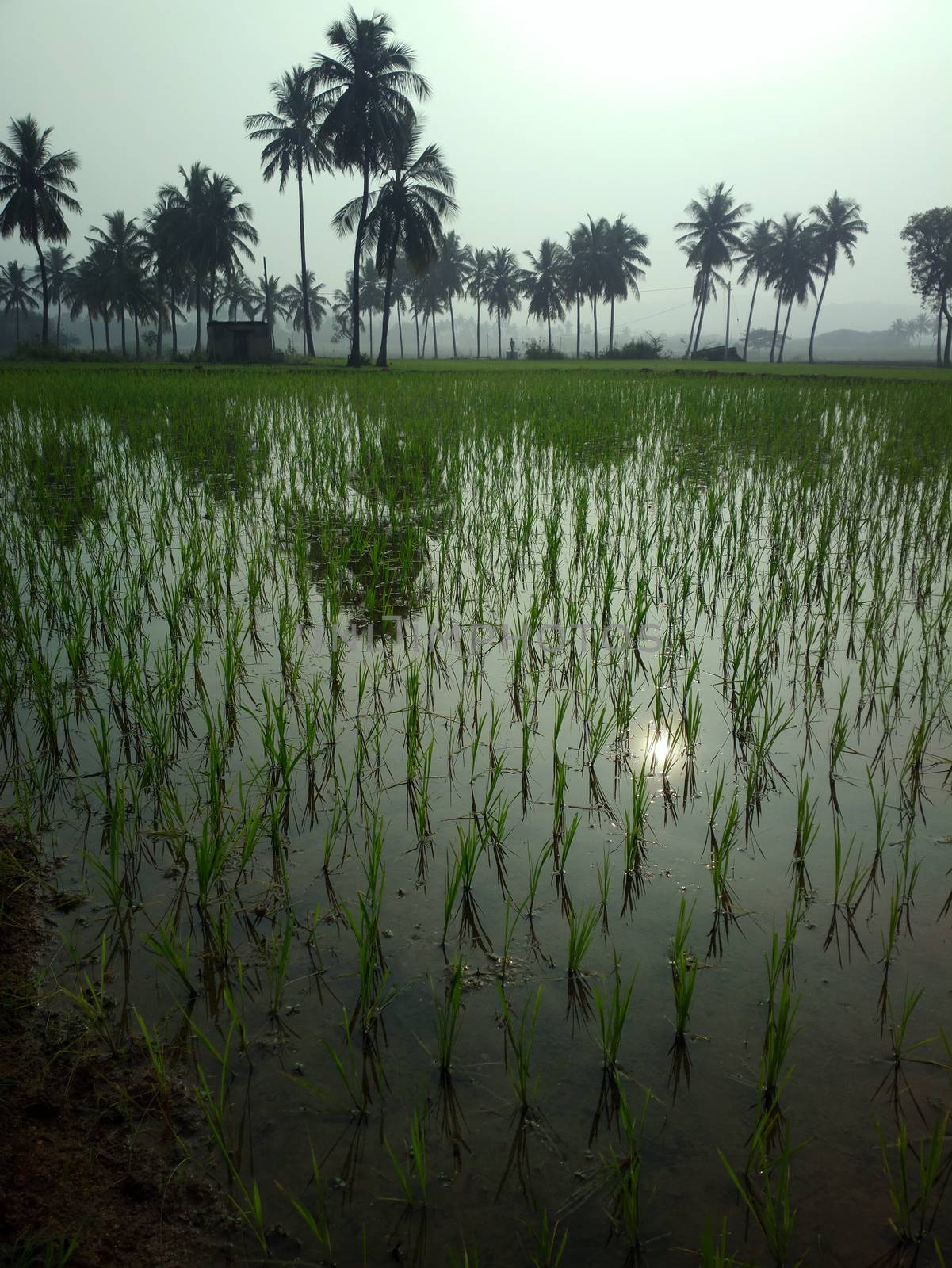 rice fields at sunset evening light. agriculture, Southeast Asia