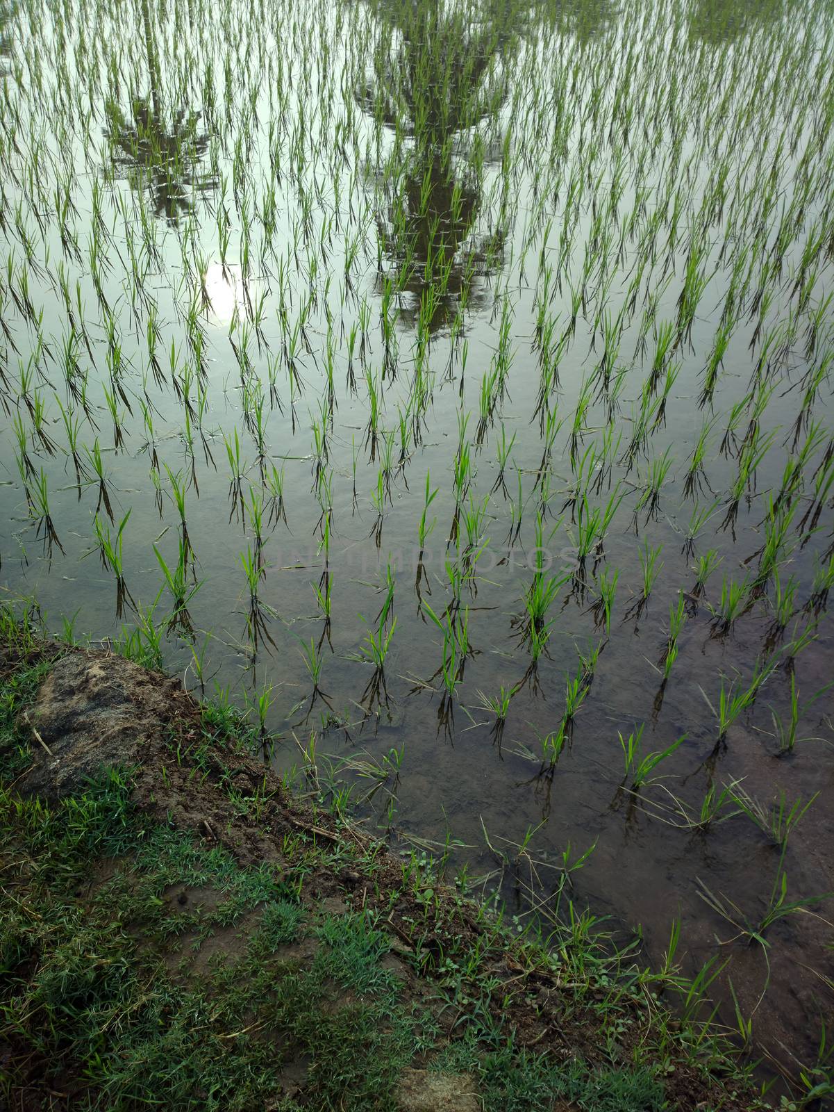 rice fields at sunset evening light. agriculture, Southeast Asia