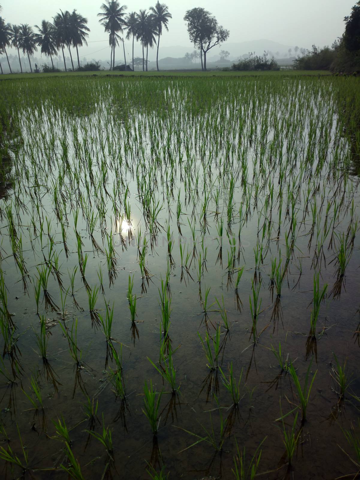 rice fields at sunset evening light. by max51288