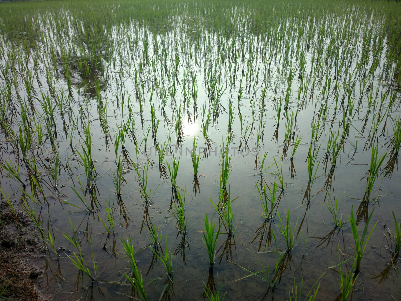 rice fields at sunset evening light. by max51288