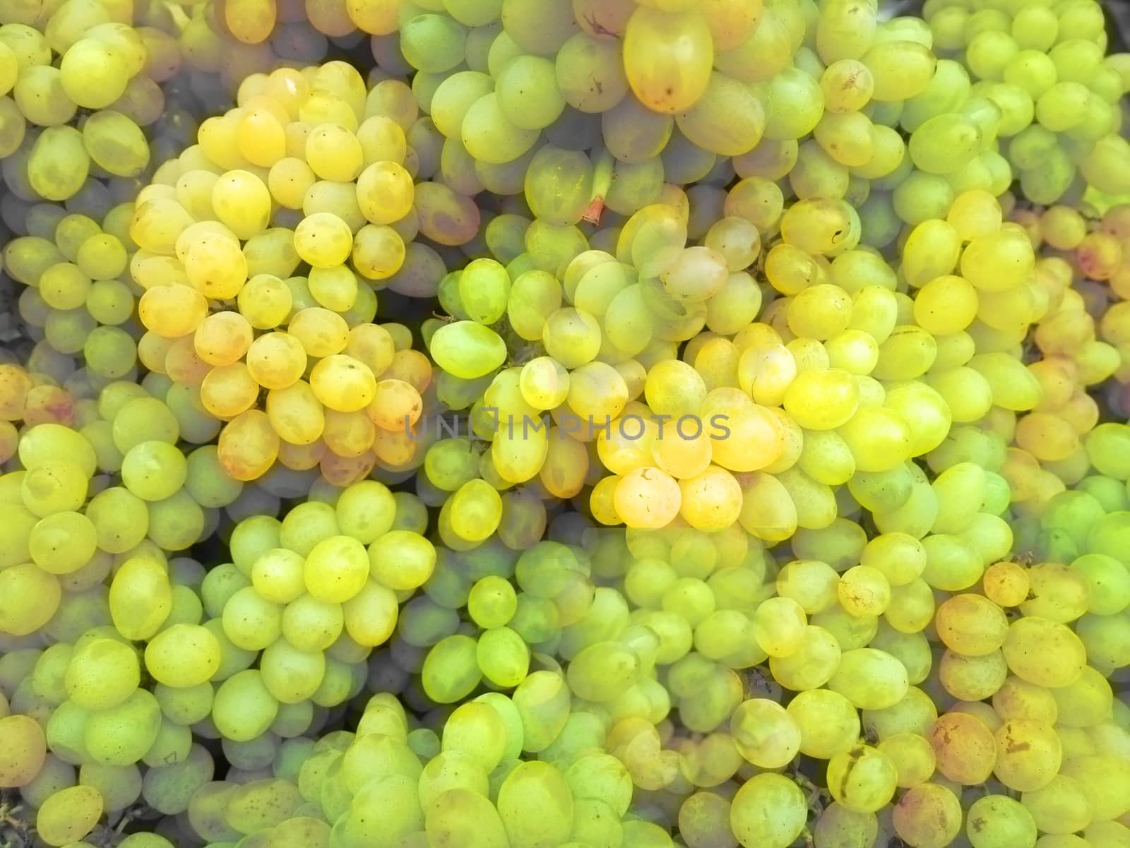 grapes ripe juicy fruit vitamin yellow. agriculture Asia