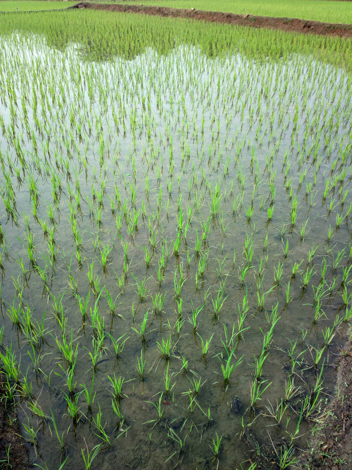 rice fields at sunset evening light. agriculture, Southeast Asia