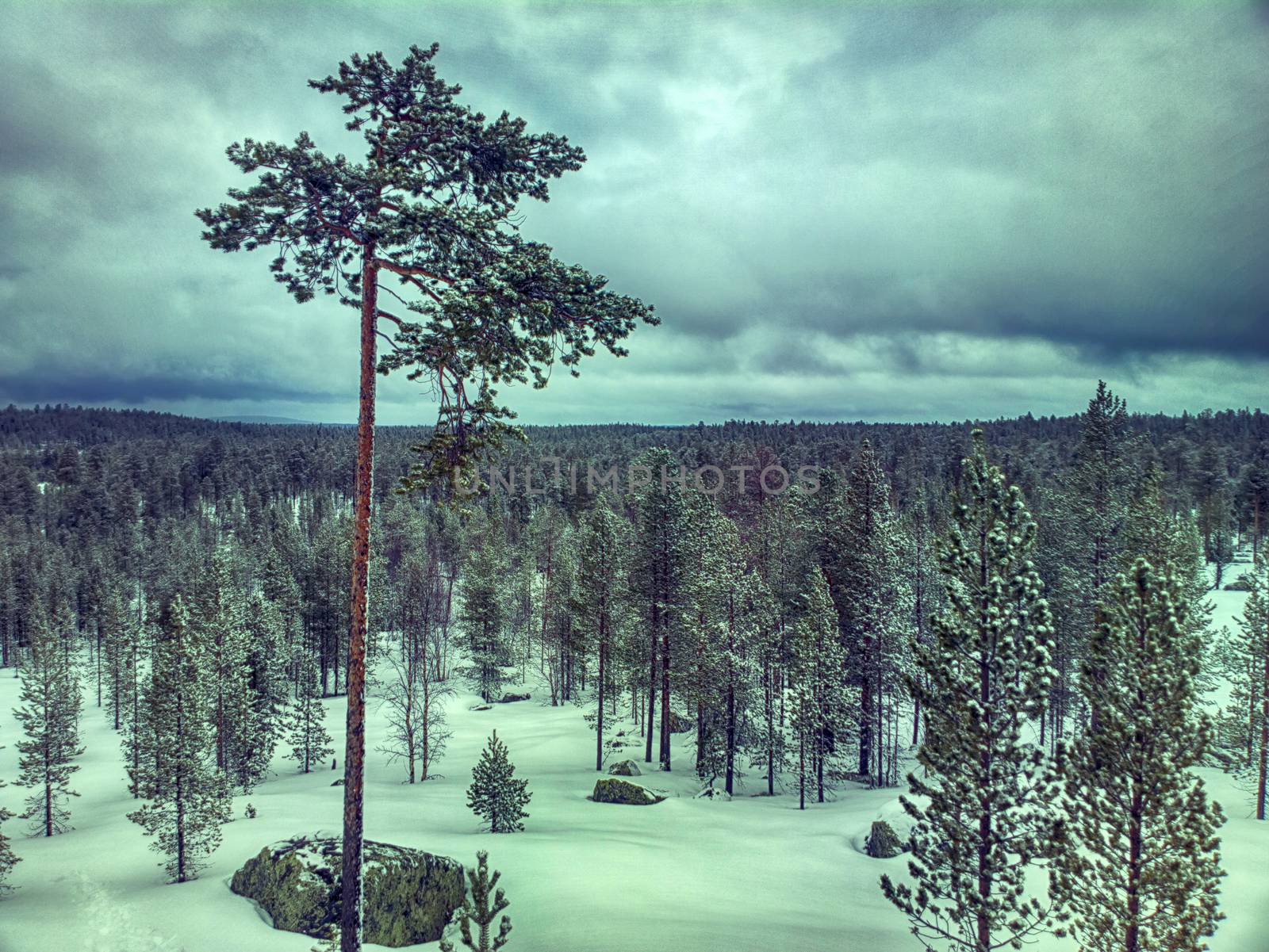 Snow-covered taiga of Lapland. After recent snowfall by max51288