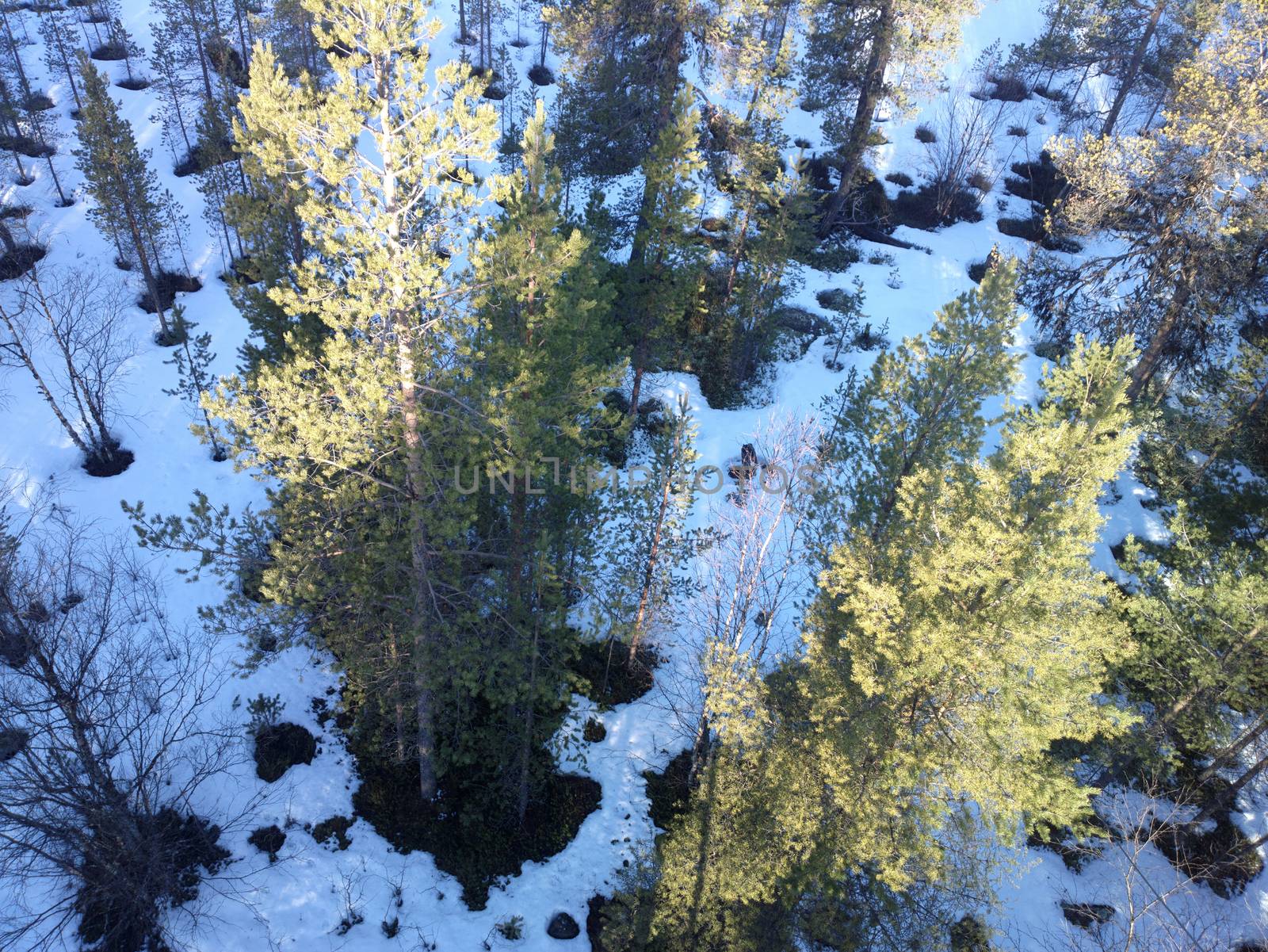 view of pine trees from top down. by max51288