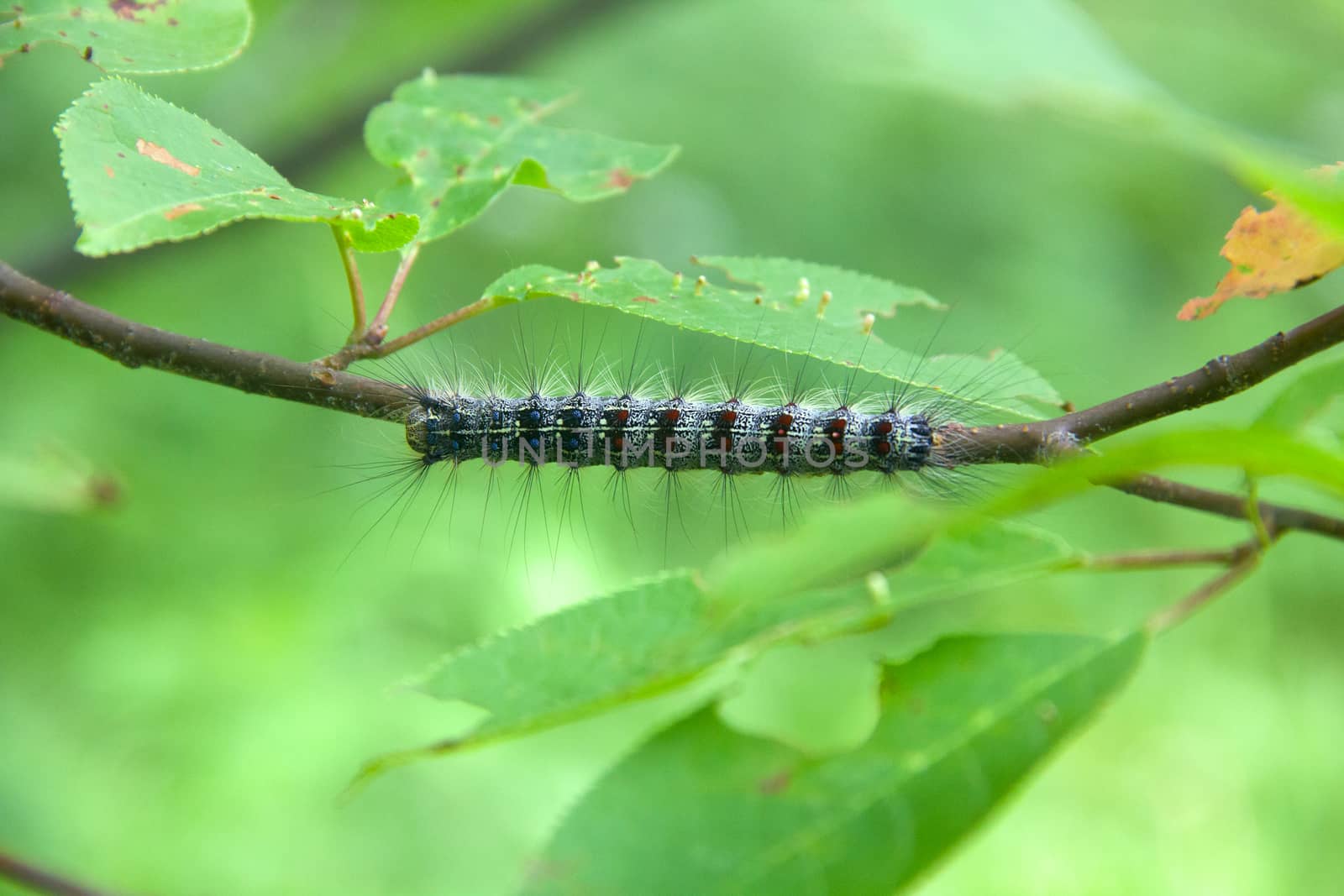 Lymantria dispar caterpillars move in forest. by max51288