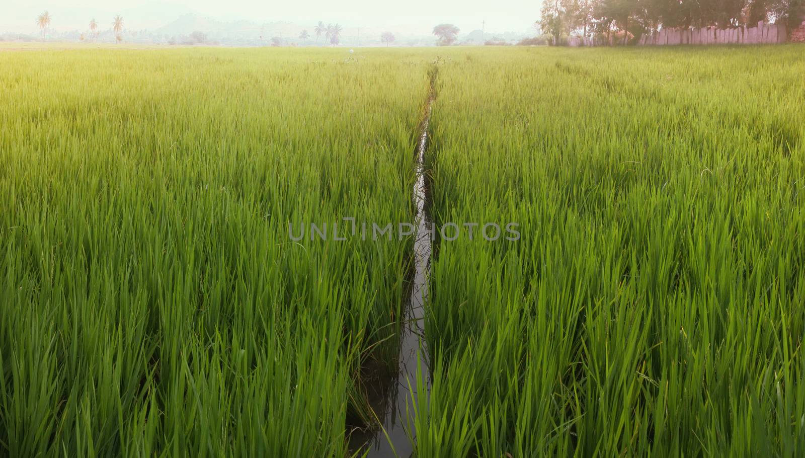 rice fields in Asia classic tropical agriculture and life