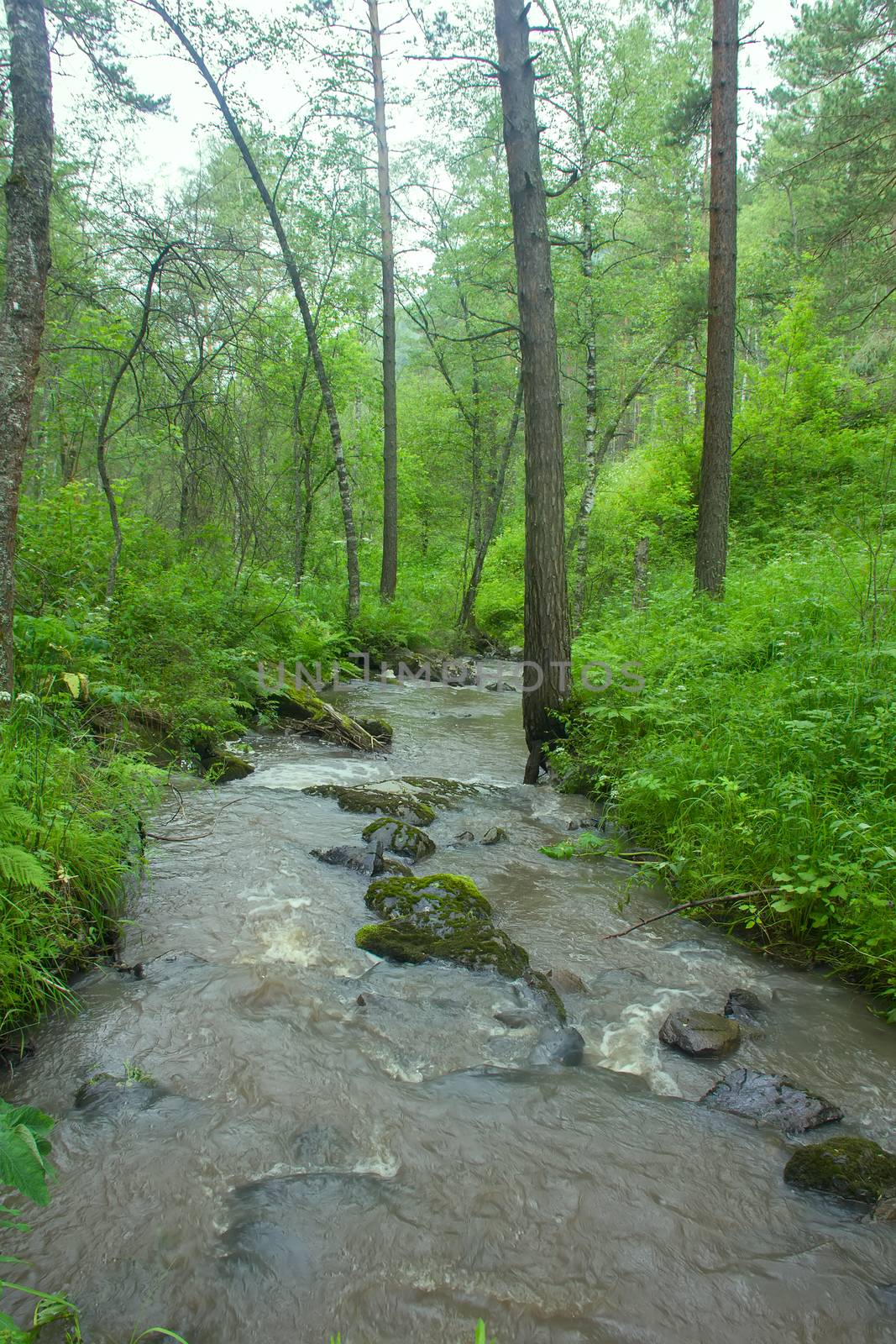 mountain river flows in forest under a bias by max51288