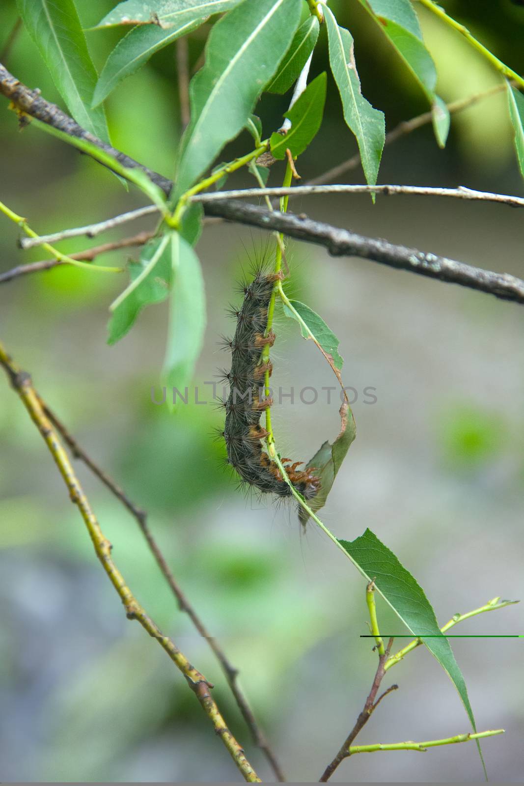 Lymantria dispar caterpillars move in forest. by max51288