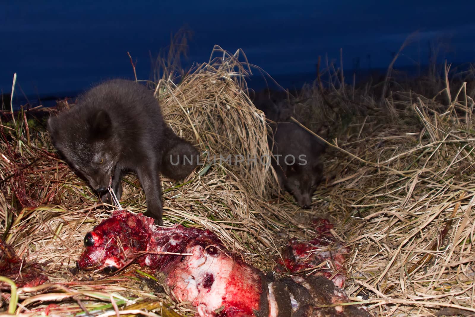 Blue foxes (Alopex lagopus semenovi) come at night to devour carcasses of fur seal (Callorhinus ursinus) which Aleuts harvested on Komandor-Aleutian island ridge