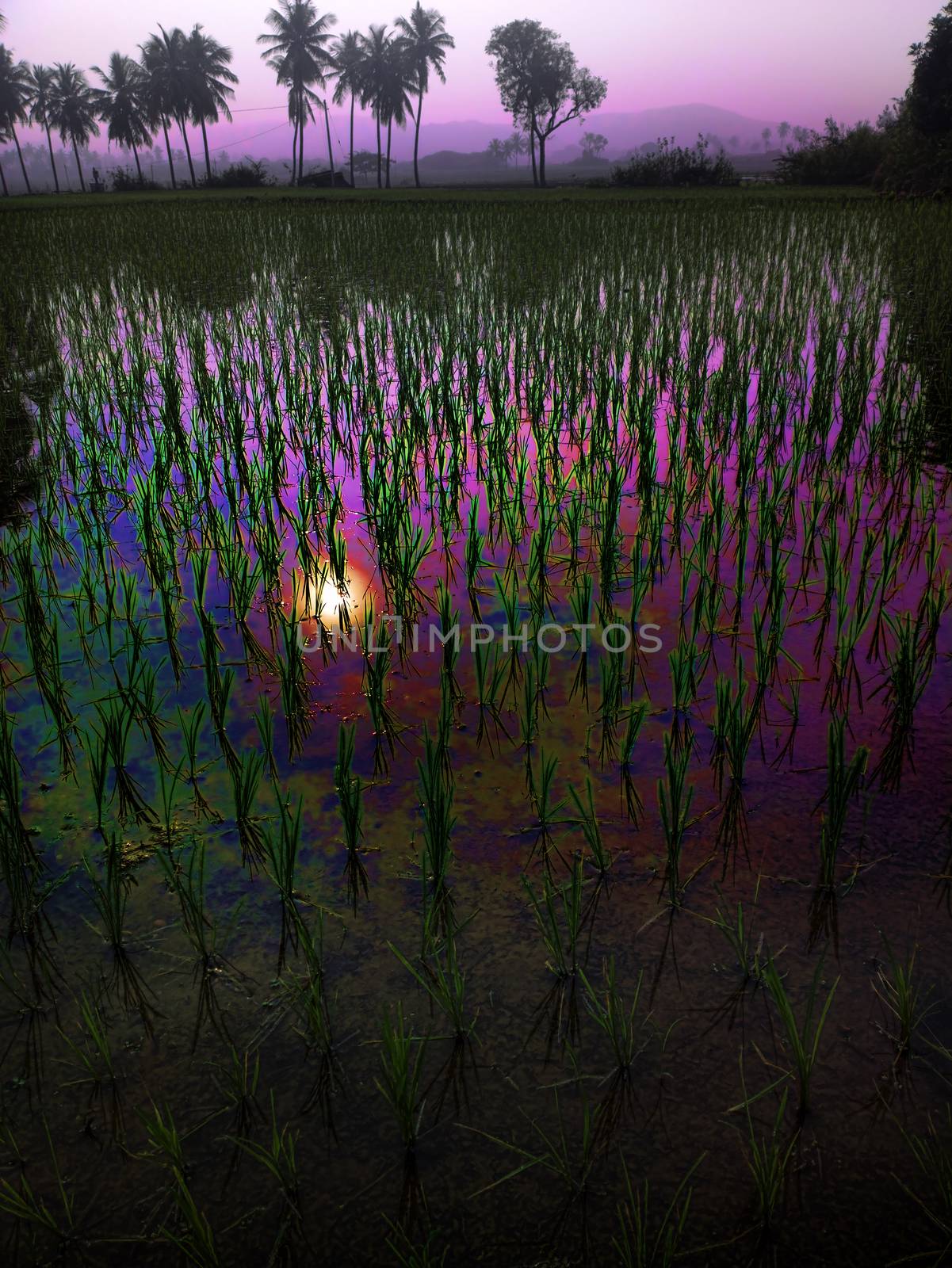 rice fields at sunset evening light. agriculture, Southeast Asia