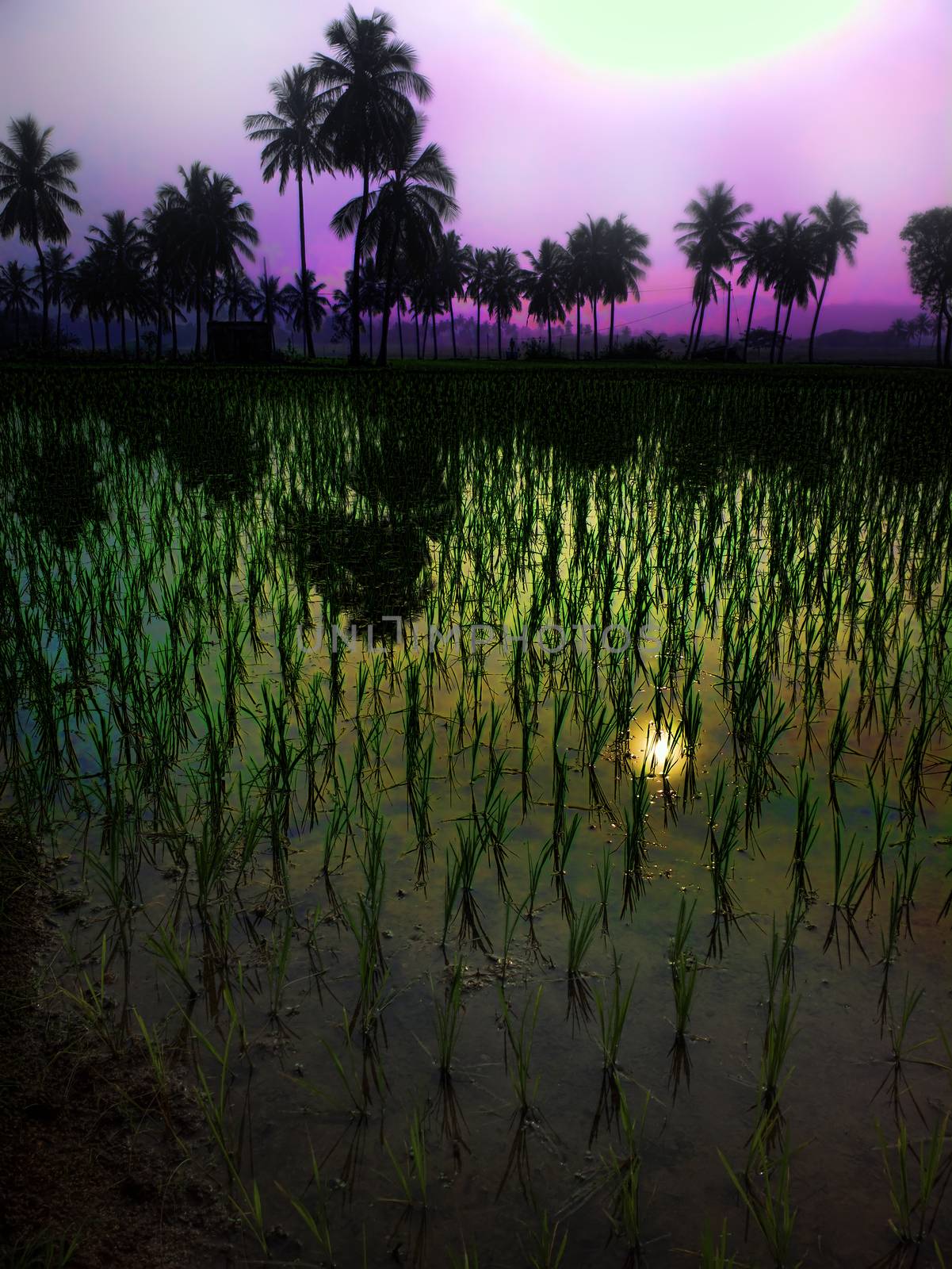 rice fields at sunset evening light. by max51288