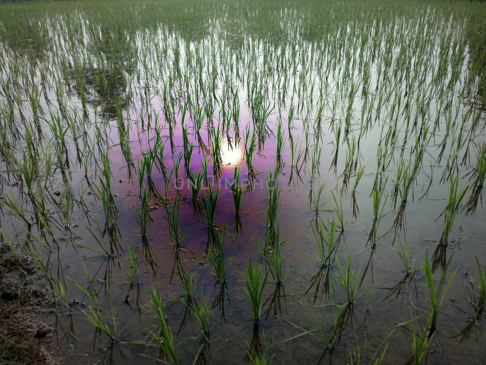 rice fields at sunset evening light. agriculture, Southeast Asia