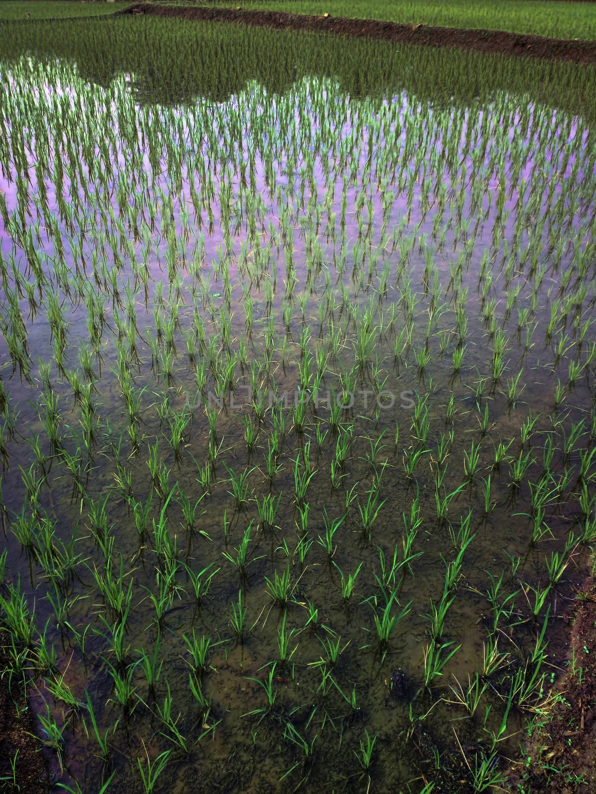 rice fields at sunset evening light. by max51288