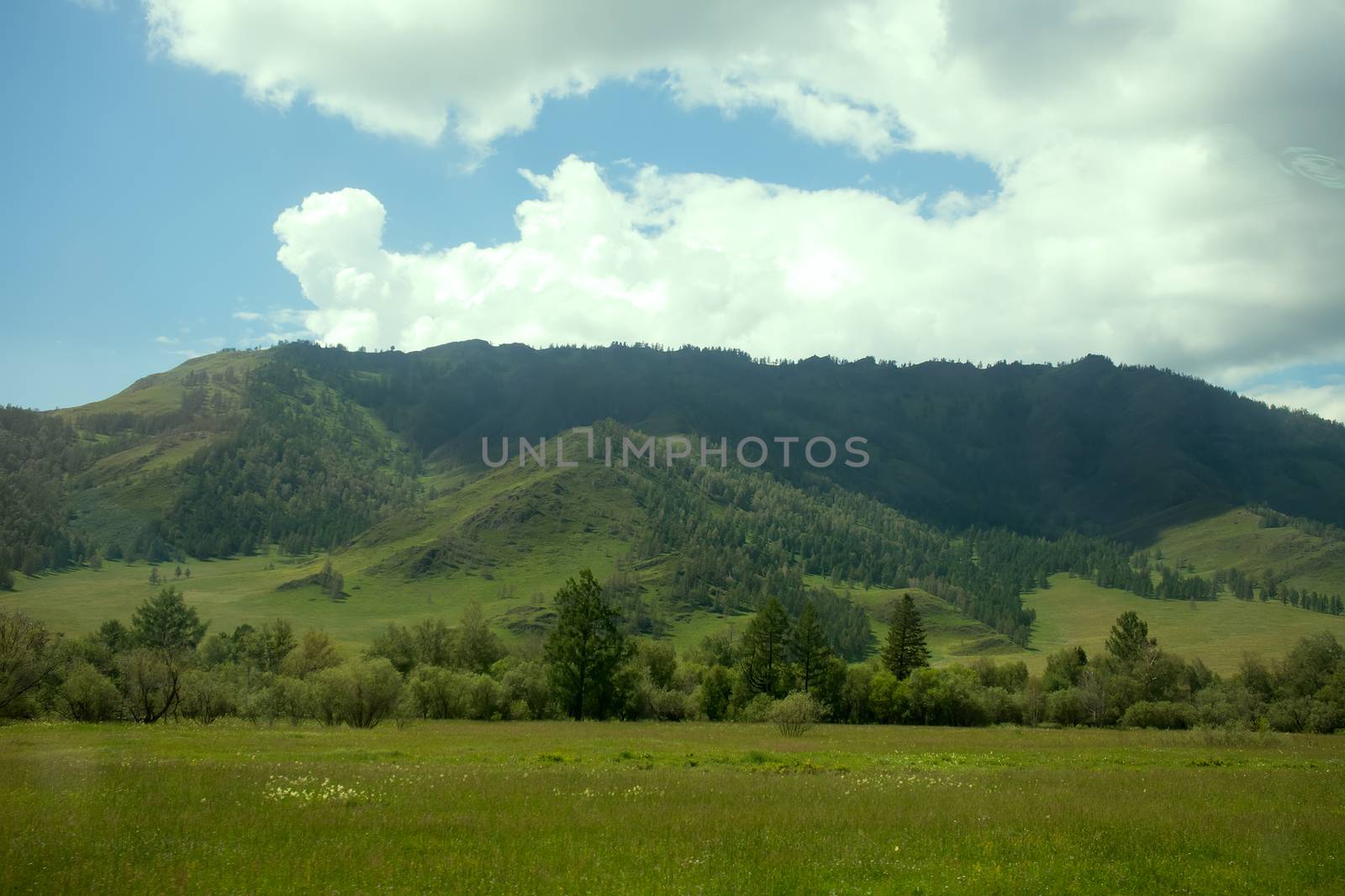 Summer mountains landscape with trees. by max51288