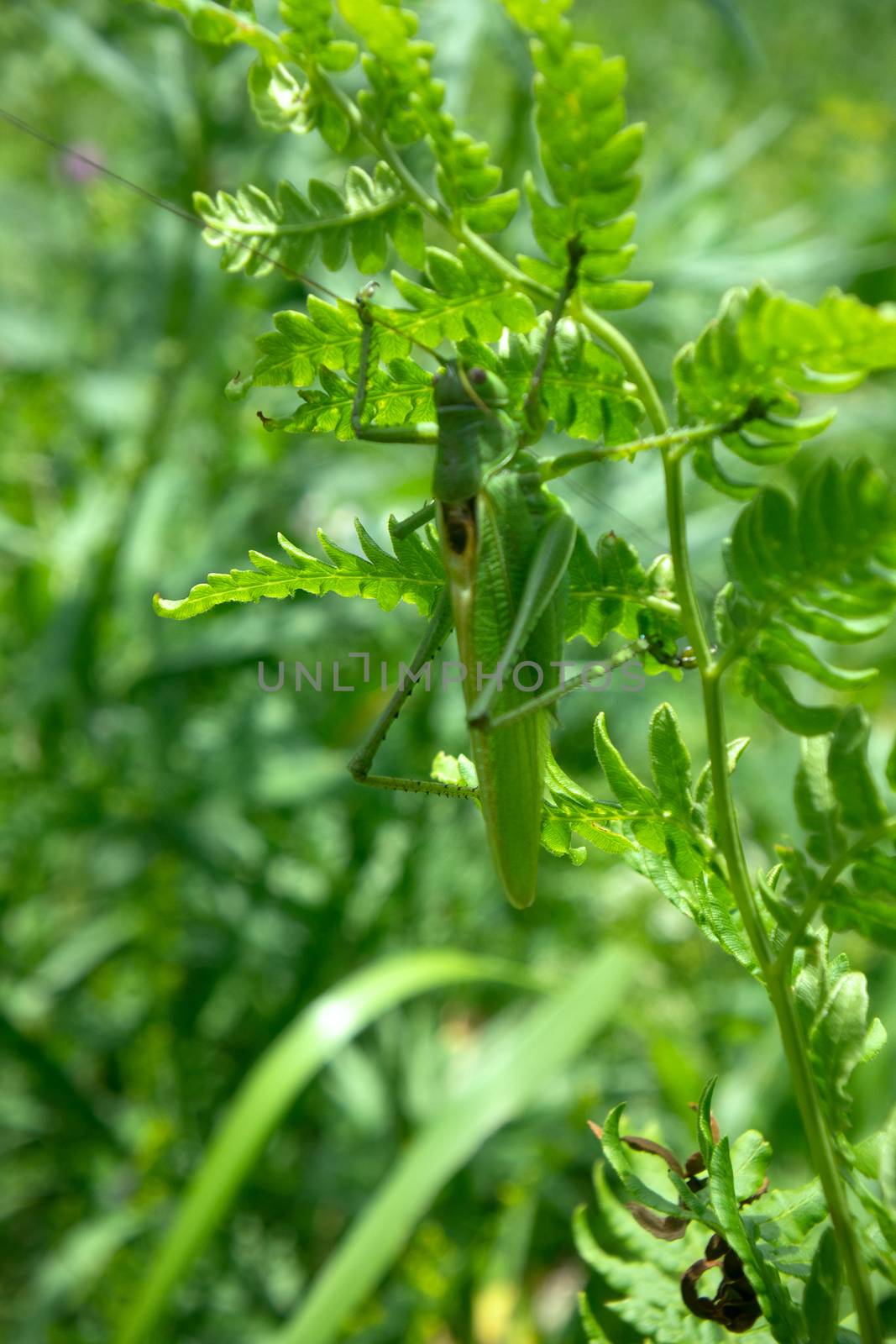 big Green Bush-Cricket (Tettigonia viridissima) in nature by max51288