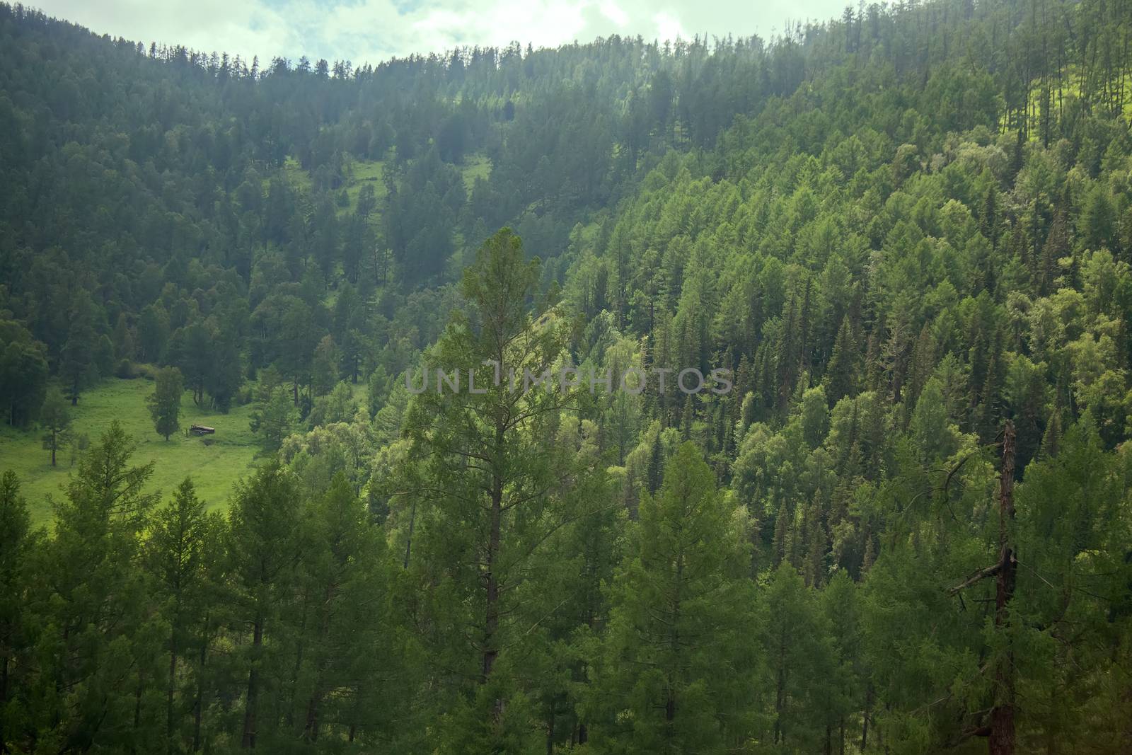 Covered with mixed forests of the Altai mountains. North-East Asia
