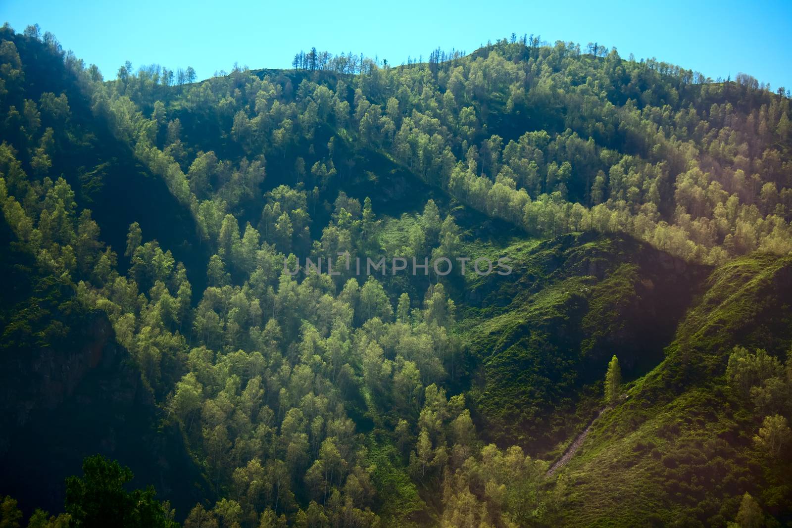 green mountain ridge scene. Altai mountain meadow low part