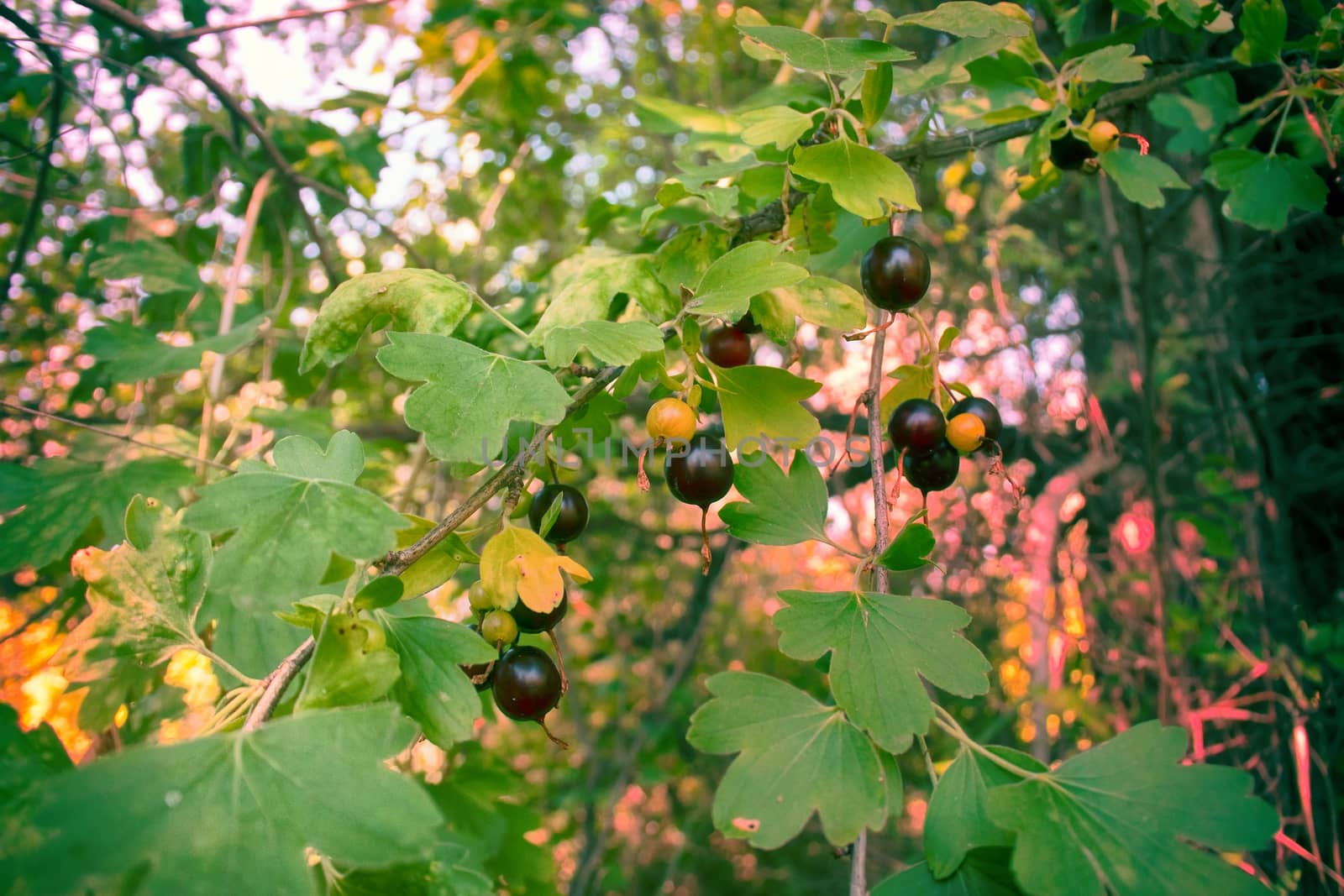 Wilding black currants (cassis) planted 70 years ago in shelterbelts to protect roads from snowdrifts. Northern Kazakhsta