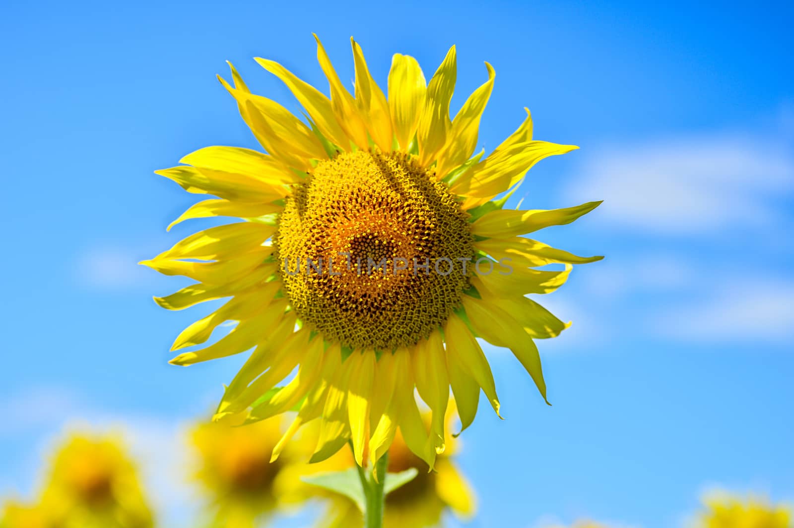 Summer landscape with a field of blooming sunflowers.