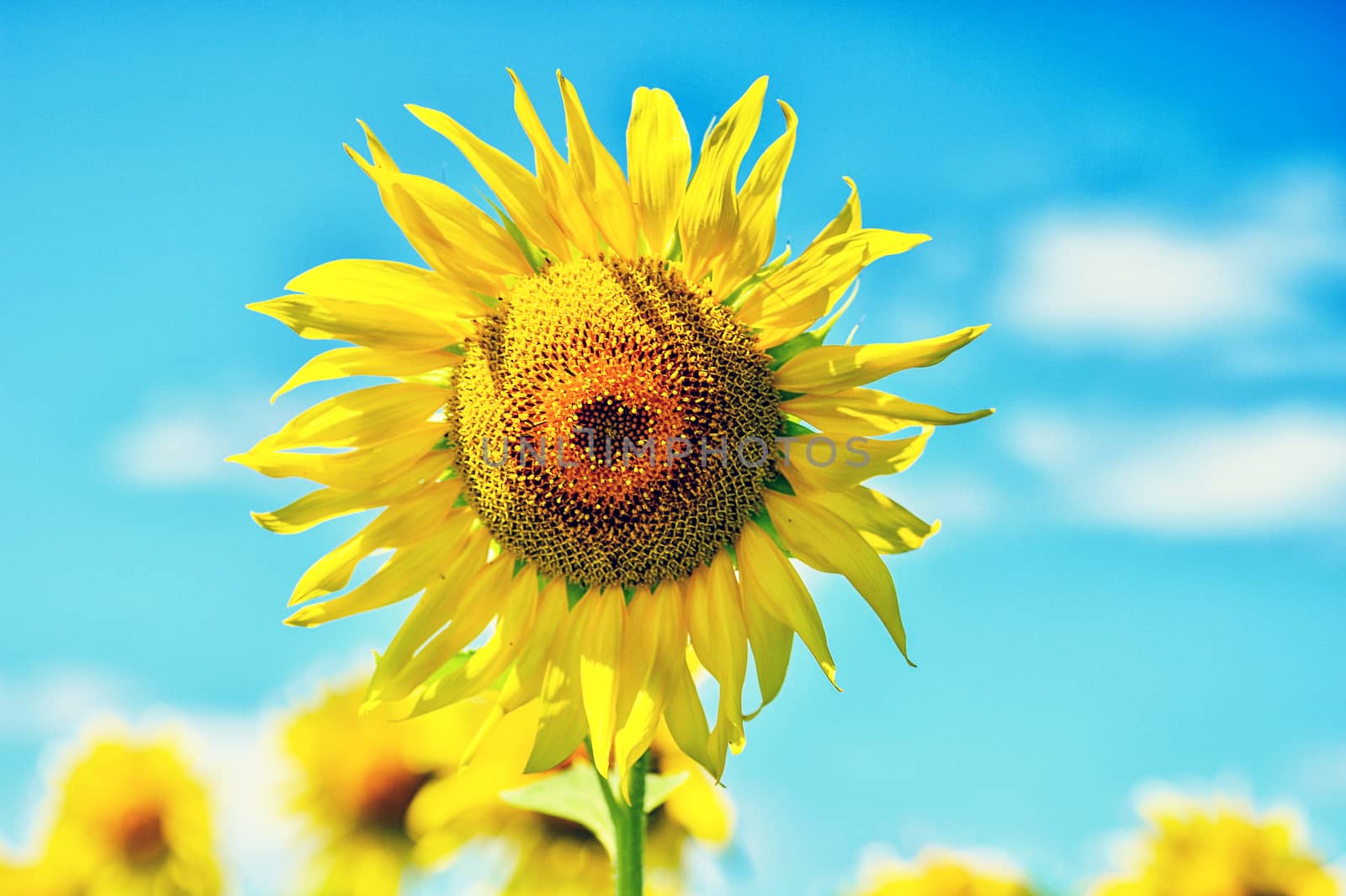 Summer landscape with a field of blooming sunflowers.