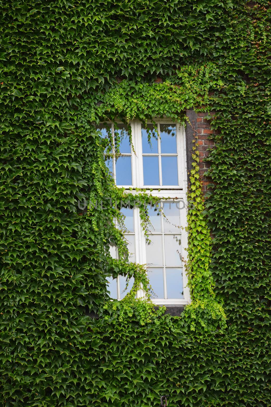 Window of old house on wall mantled with ivy by BreakingTheWalls