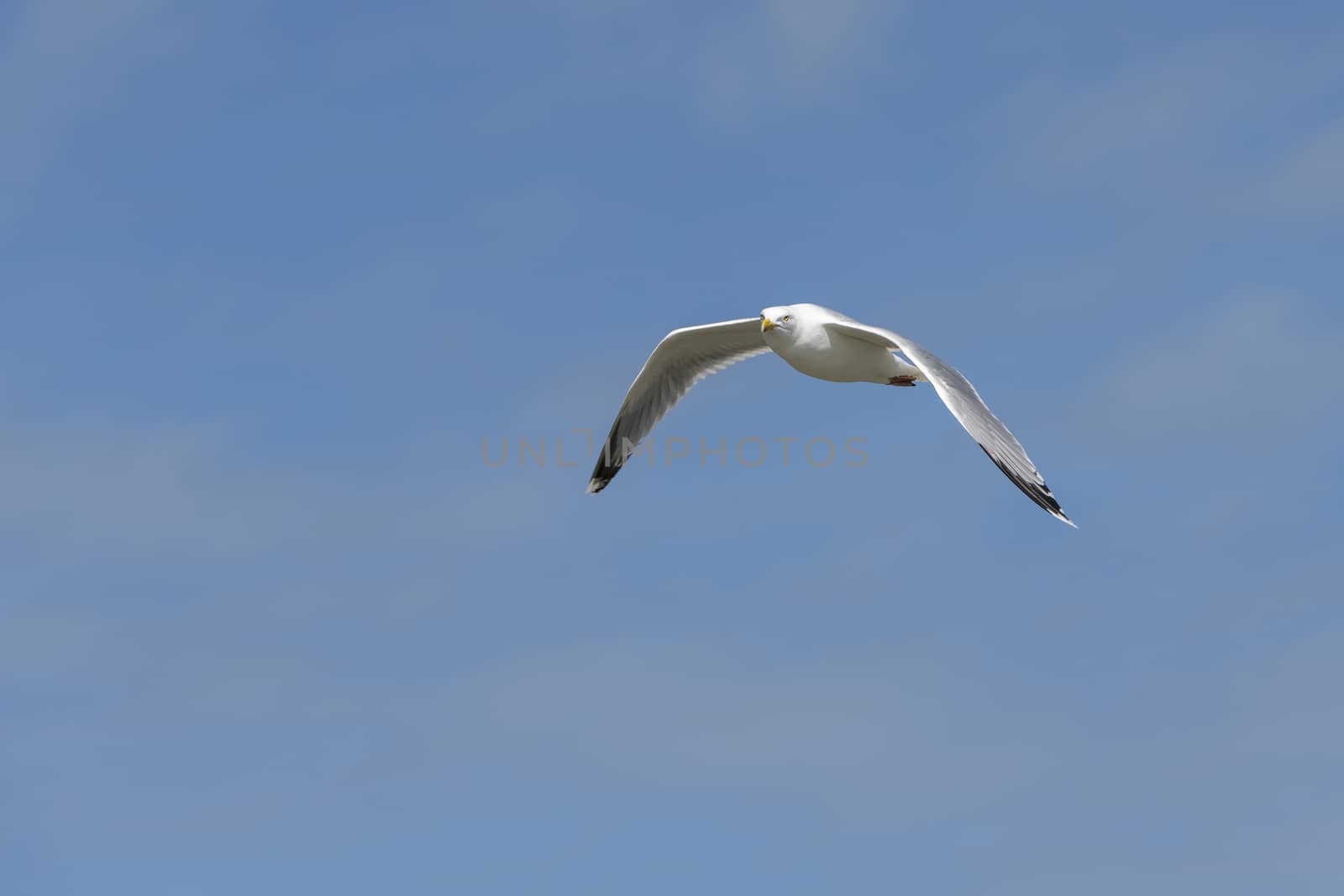 Seabird the Seagull family name laridae in flight against a blue sky
