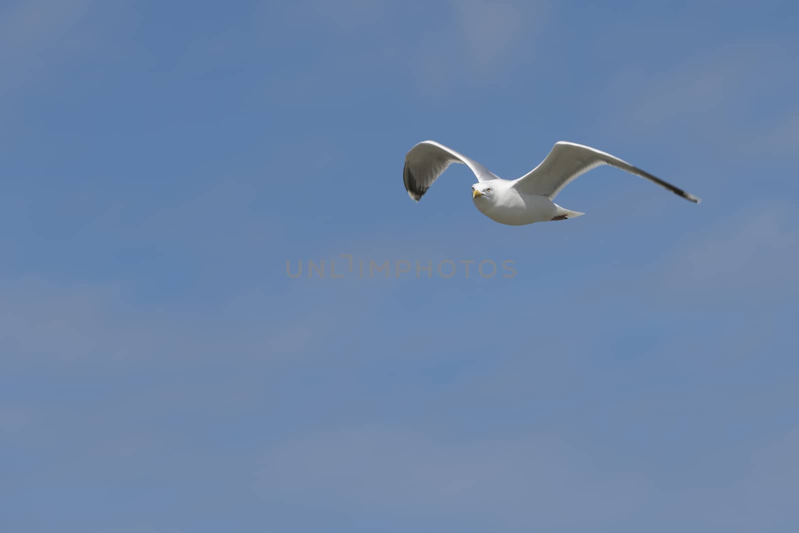 Seabird the Seagull family name laridae in flight against a blue sky
