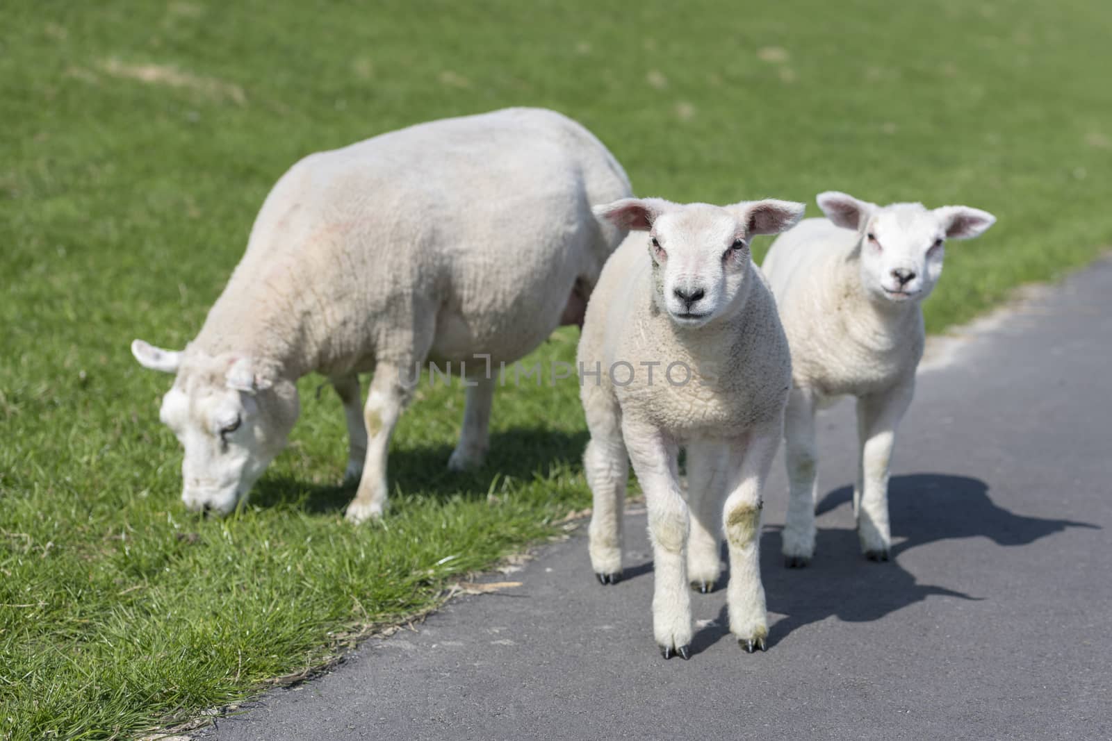 Sheep and two little lambs on an embankment slope
 by Tofotografie