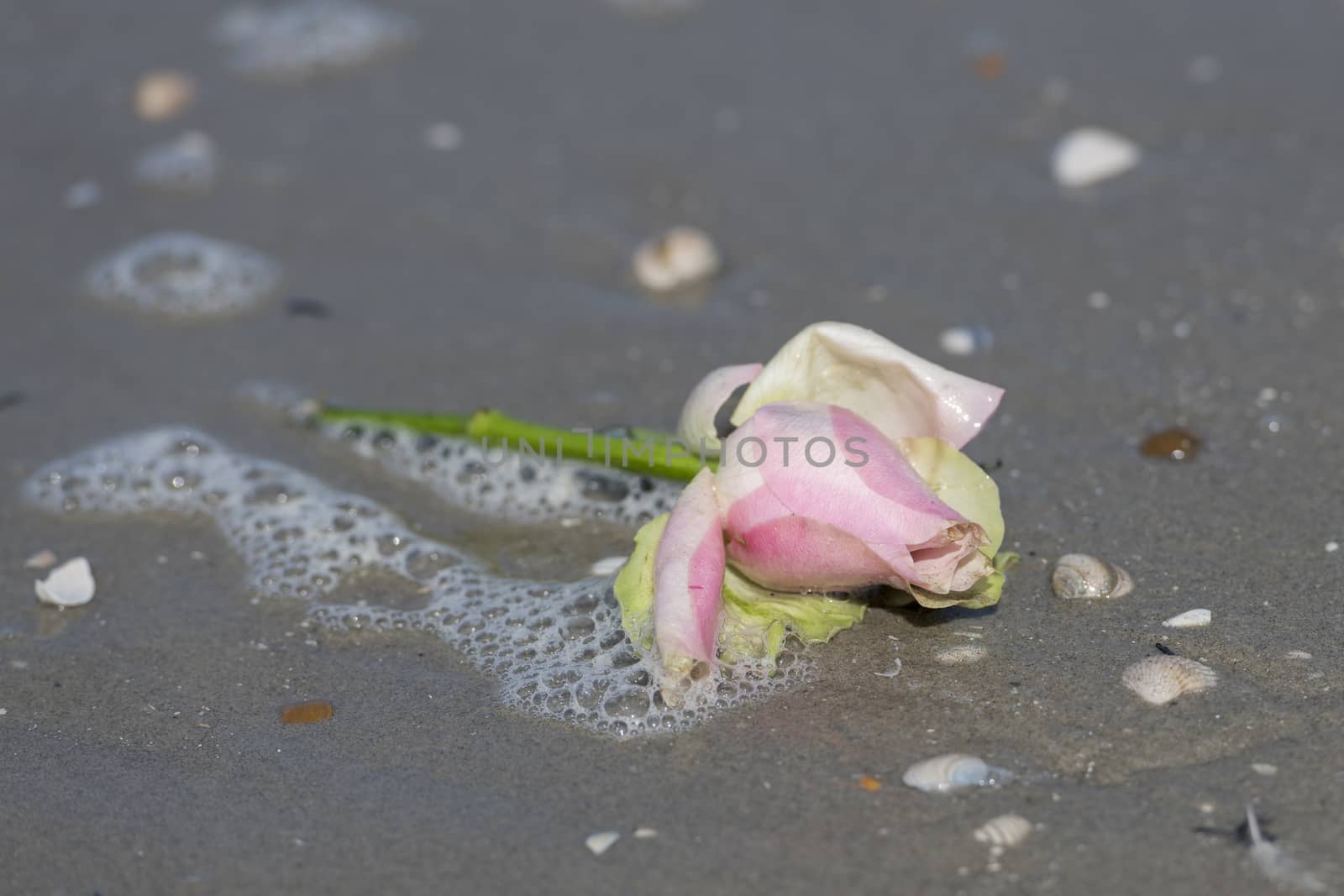 Pink rose in the surf of the sea
 by Tofotografie