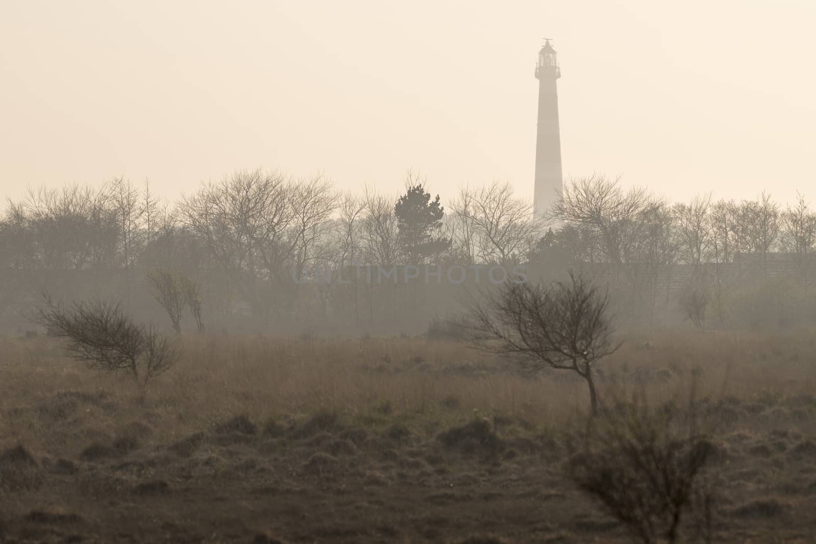 Abstract photo of the lighthouse of the island Ameland in the evening sun with a nature reserve on the foreground
