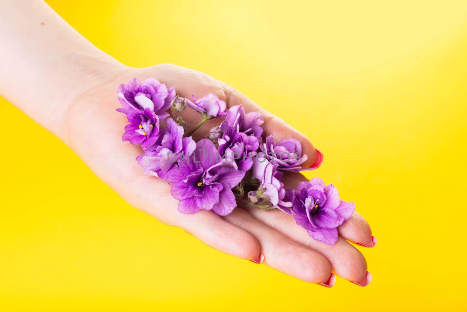 in a female hand flowers violets on a yellow background