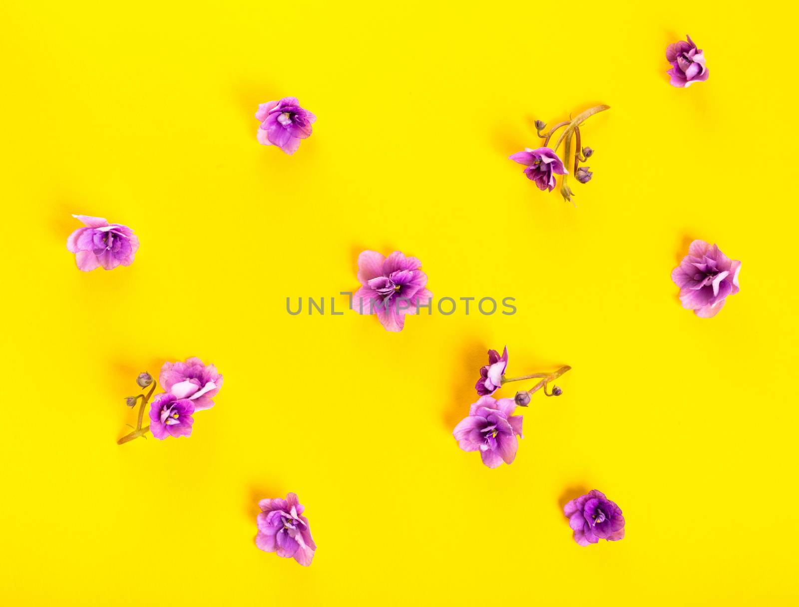 spring background of flowers violets on yellow