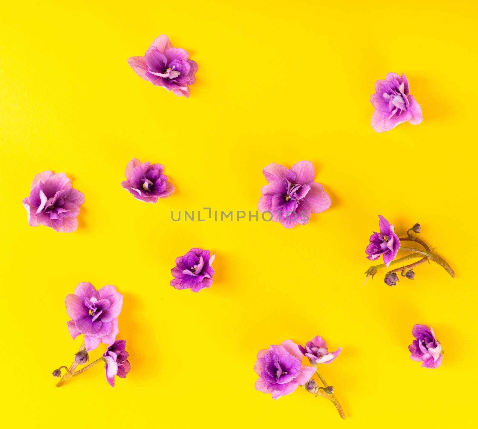 spring background of flowers violets on yellow