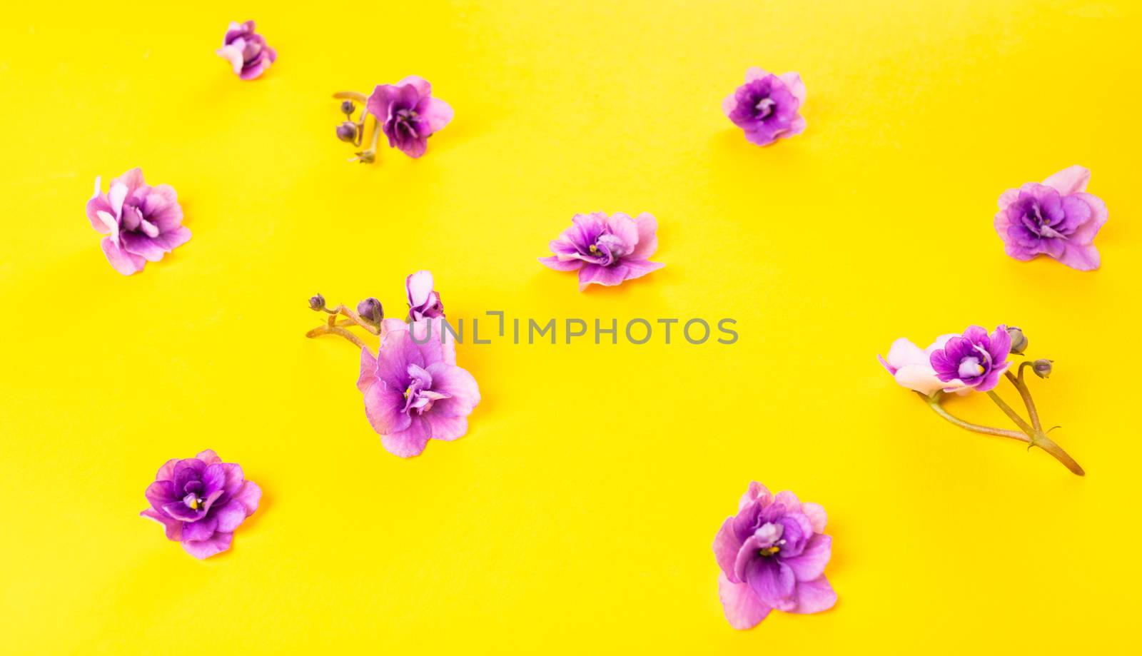 spring background of flowers violets on yellow