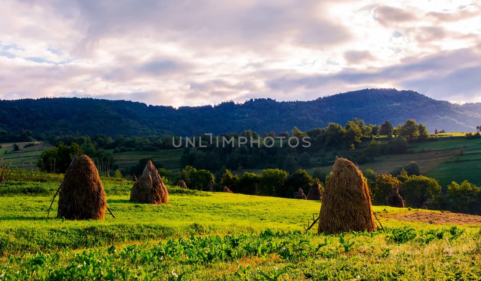 haystacks on the grassy field in mountains. lovely summer scenery of rural area in the morning
